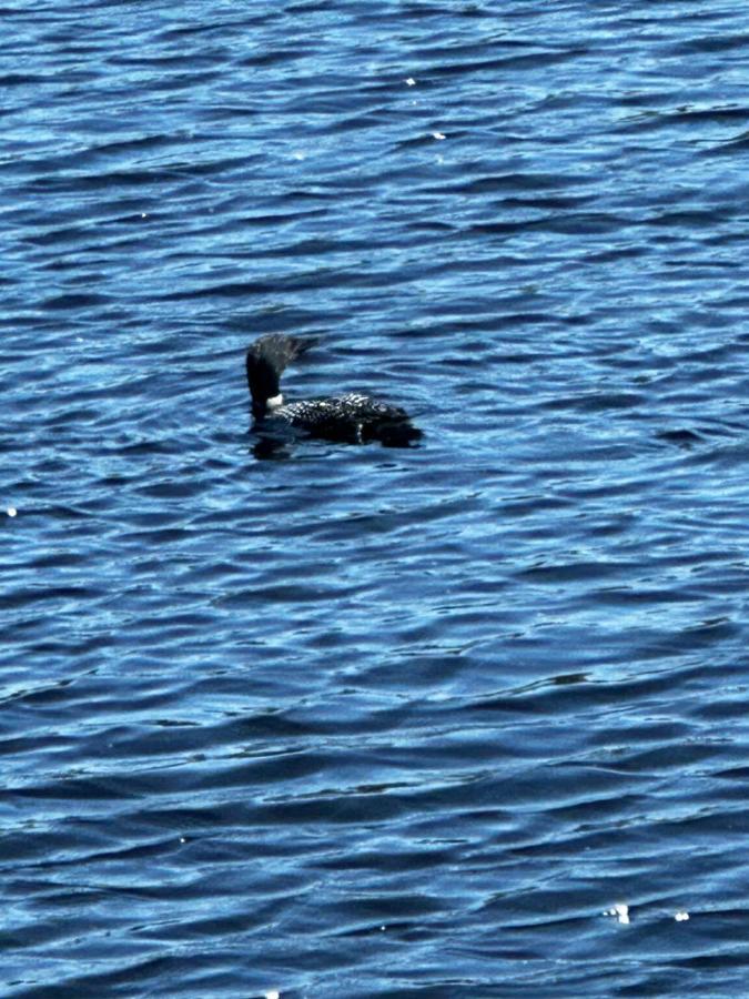 Welcome To The Lake Northwood Bagian luar foto