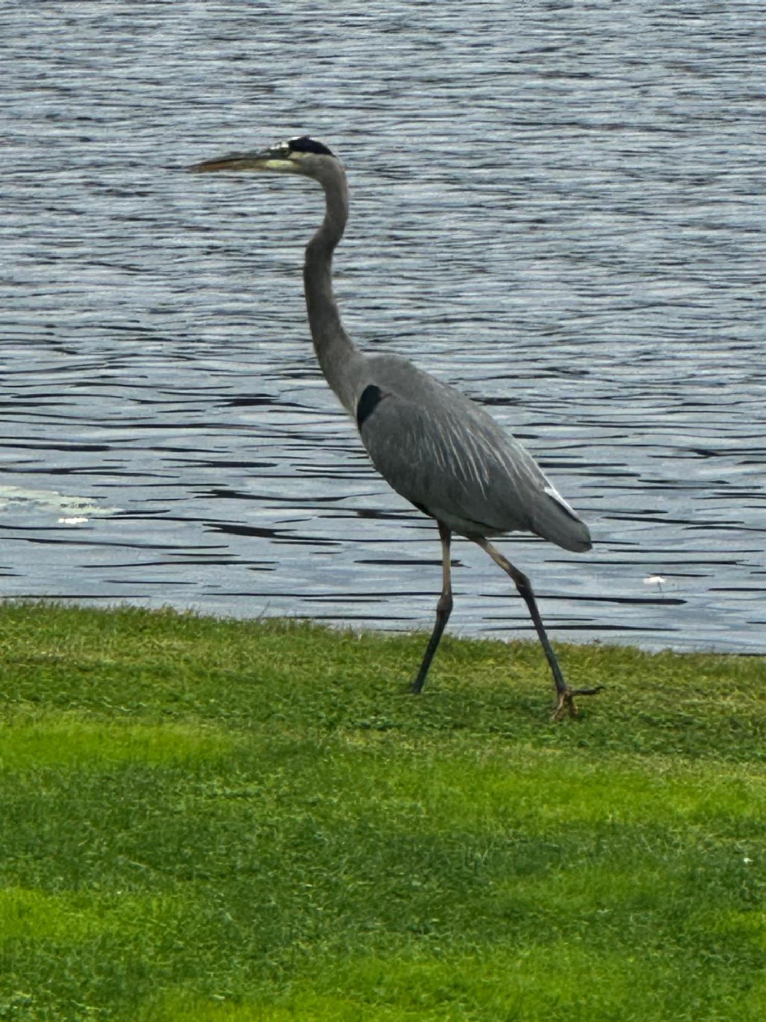 Welcome To The Lake Northwood Bagian luar foto